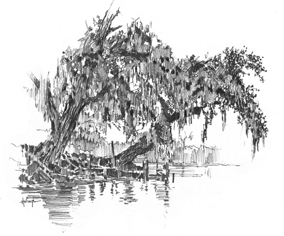 Spanish Moss Drawing, by Clark Hulings