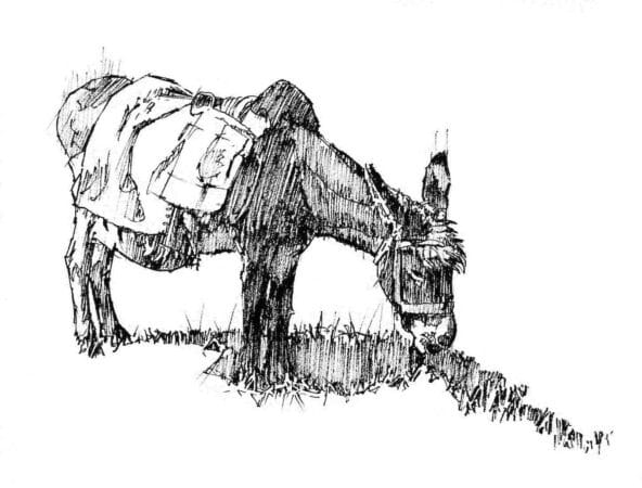 Grazing Spanish Burro